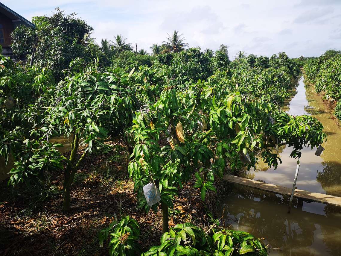 チャチュンサオ県にあるマンゴー農園 到着