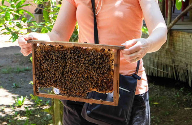 巨大蛇との触れ合ったり、はちみつ農園でお茶を試飲したり 、アクティビティをお楽しみください