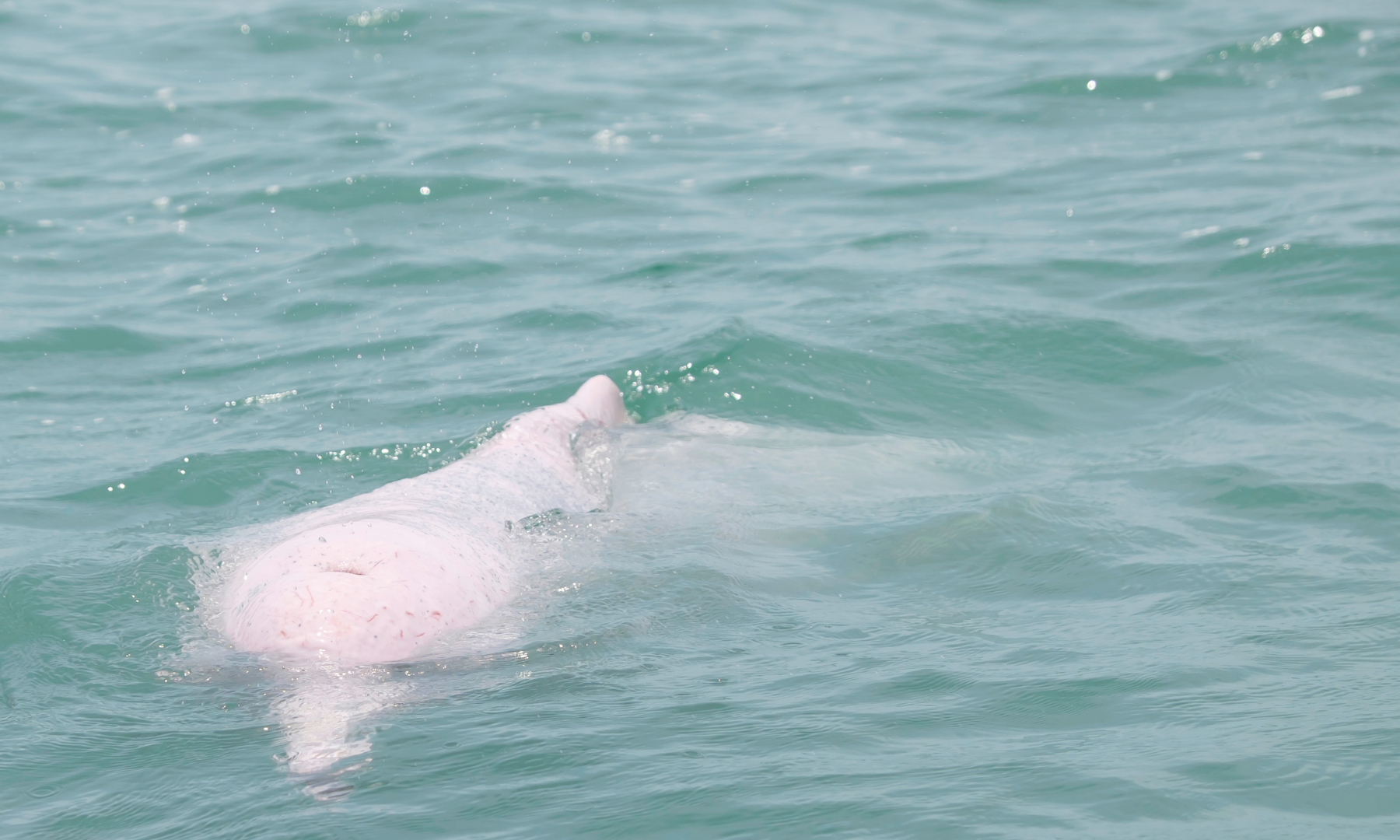 奇跡の瞬間を狙え!ピンクイルカ観察ボートツアー(約20分)