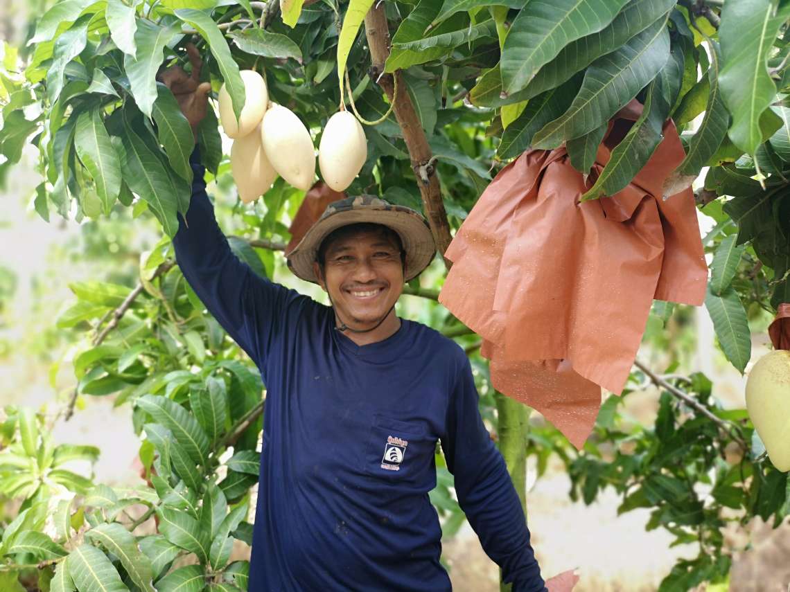 チャチュンサオ県にあるマンゴー農園 到着