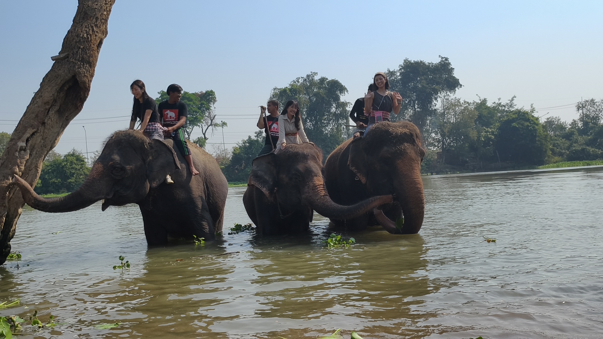 象さんの背中に直接座ってお散歩（約20分）