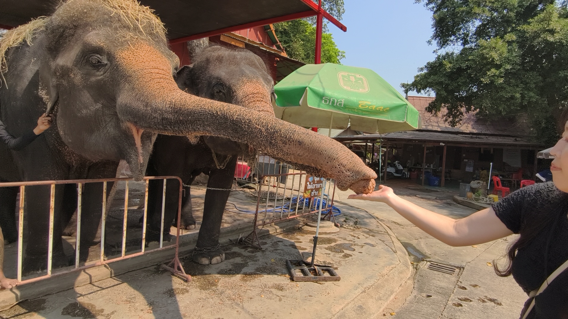 実際に作ったご飯を自分の手で象さんにあげてみましょう！