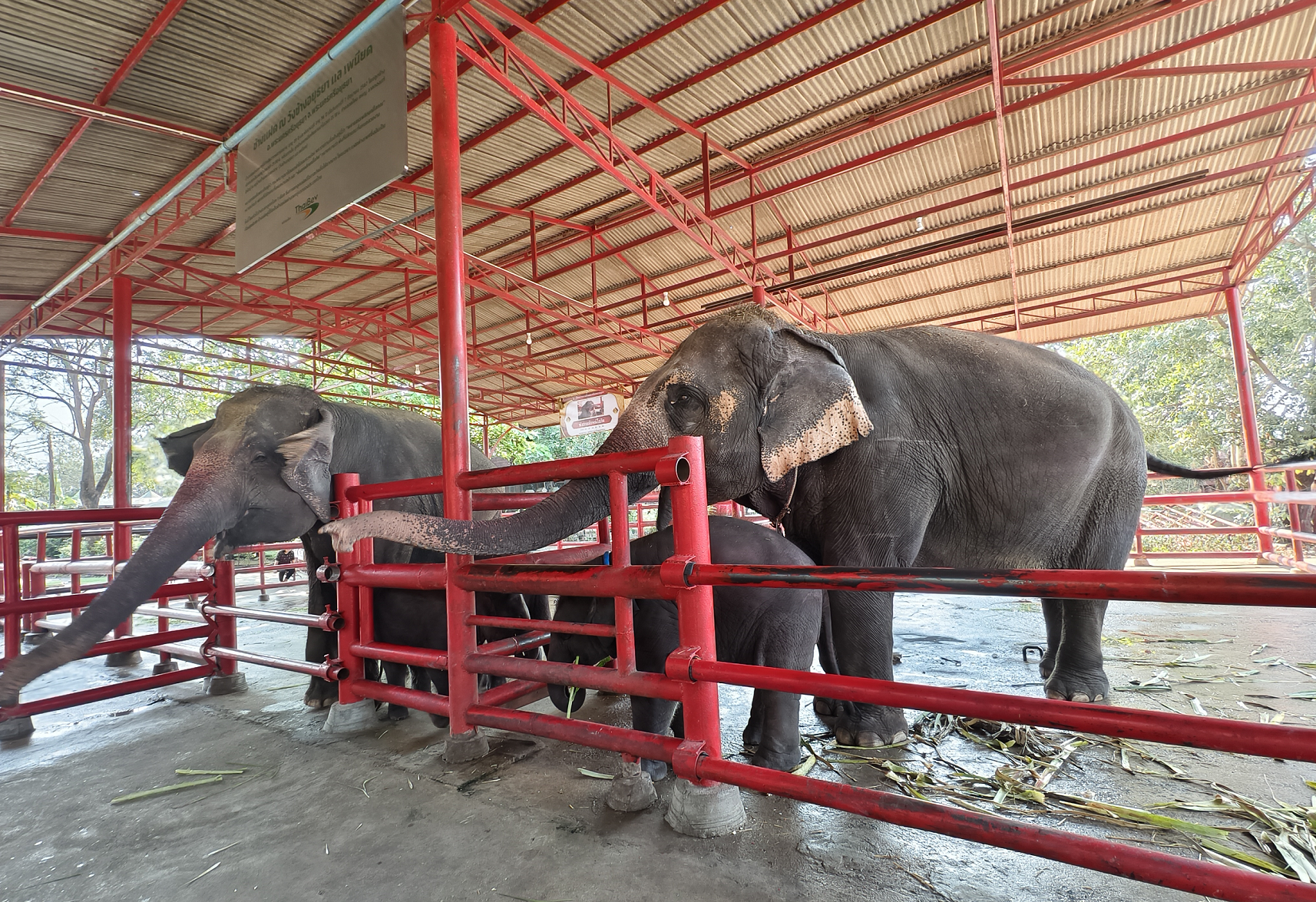 アユタヤのエレファントキャンプ到着