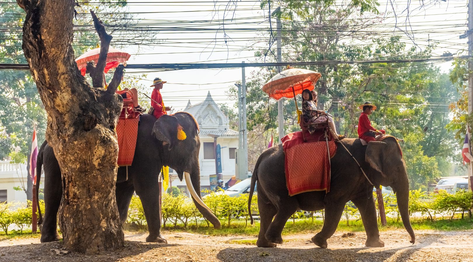 象乗り体験(約20分)