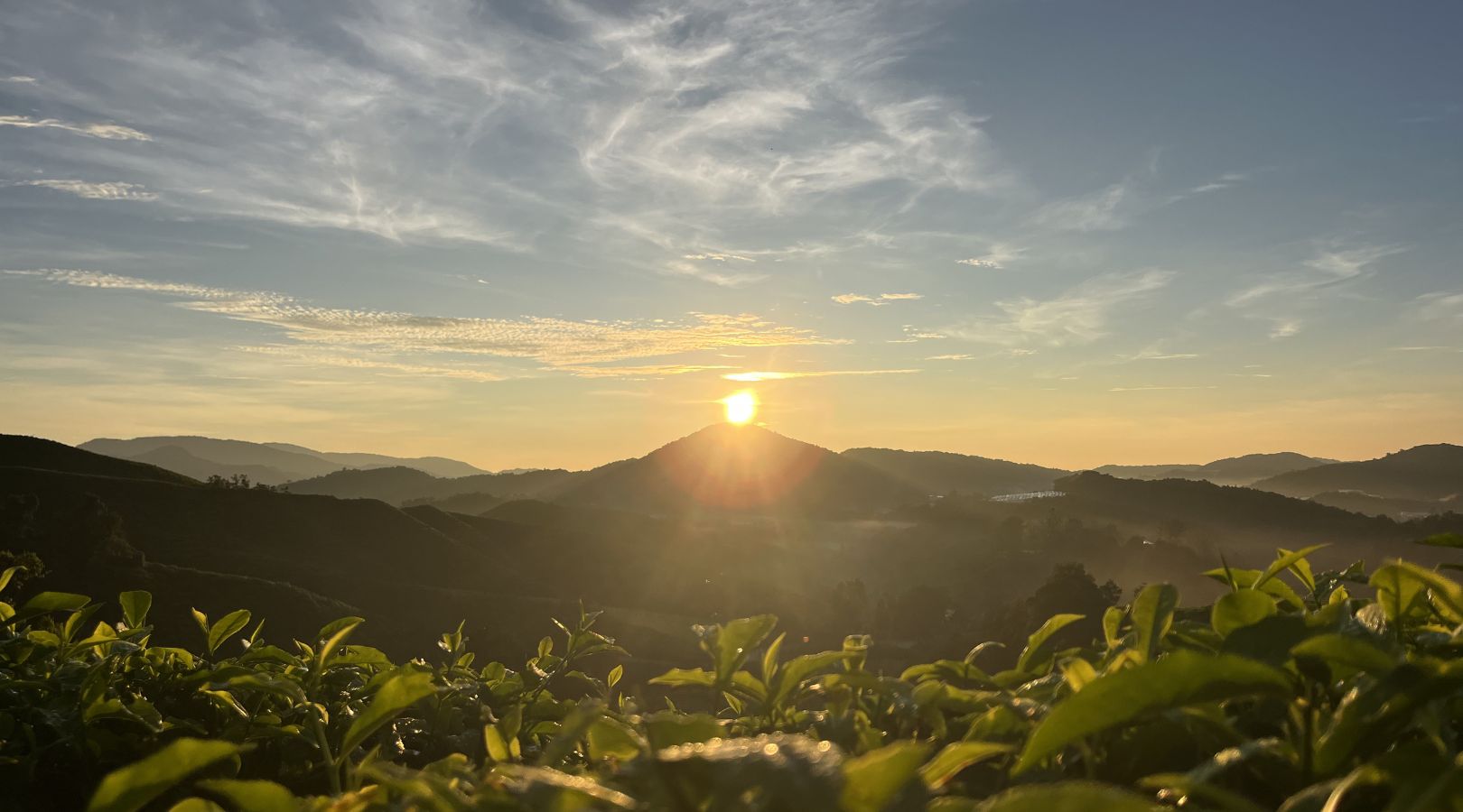 茶畑に昇る感動の朝日鑑賞