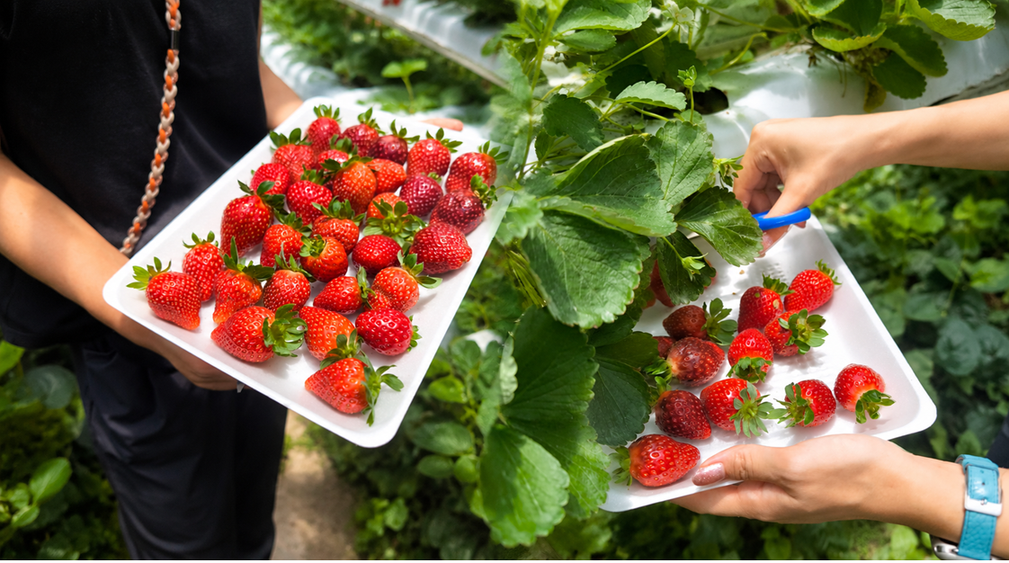 農園でいちご狩り♪ 甘くて新鮮ないちごを、お一人様50gまで摘み放題（約40分）