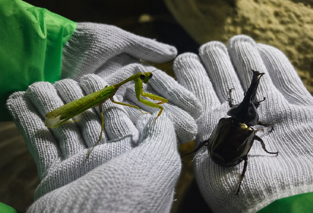 ジャングルで昆虫探しに挑戦！（カブトムシ・バッタ・カナブンなど）