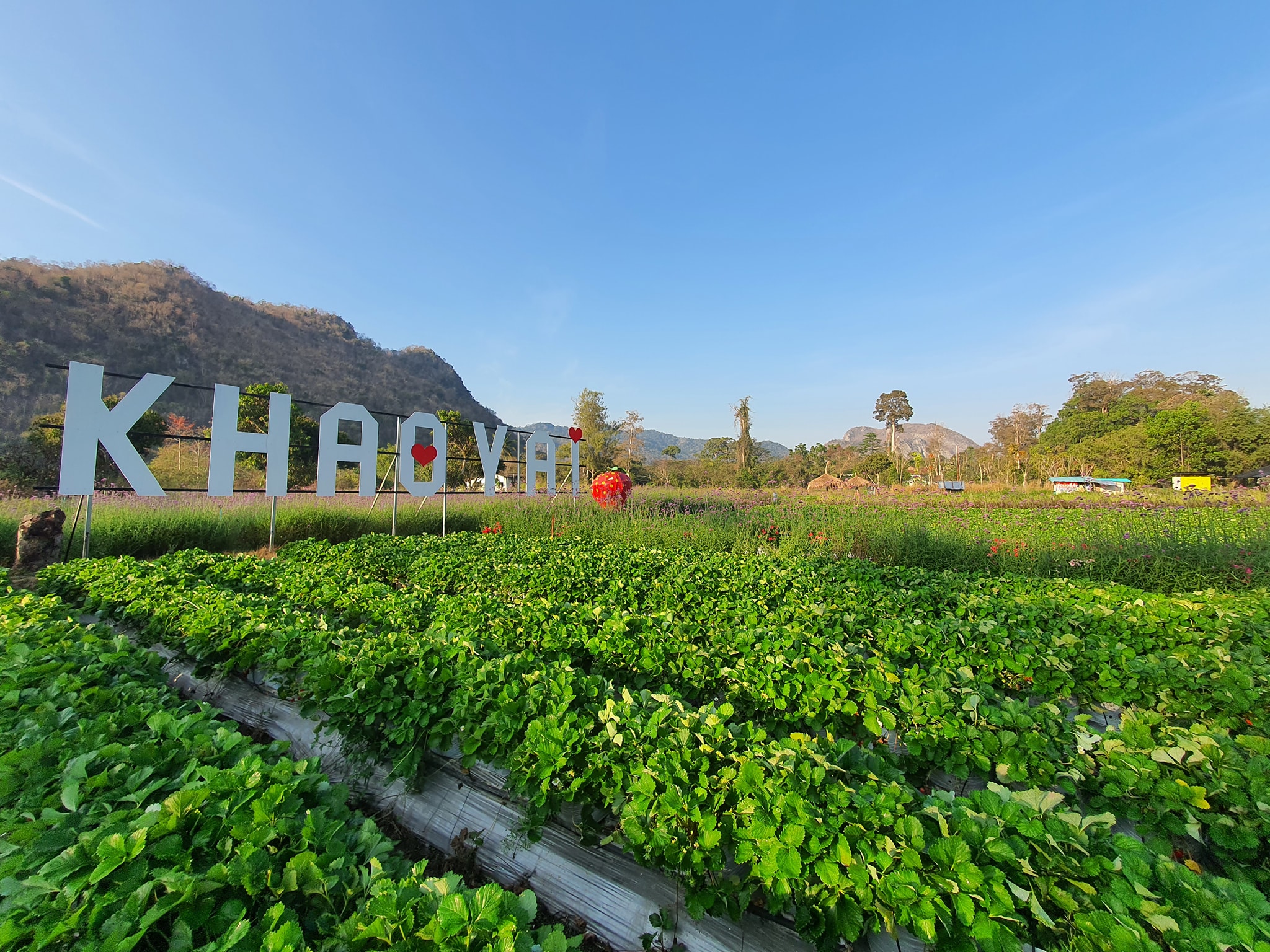 カオヤイ・いちご畑 に到着