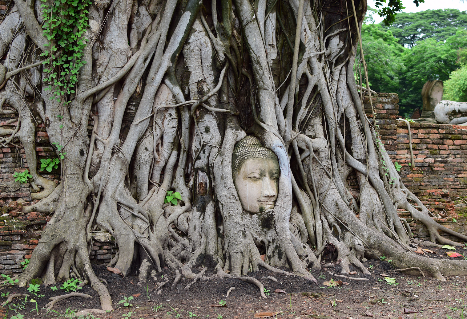 木の根に取りこまれた仏頭のある「ワットマハタート（ワットプラマハタート）」