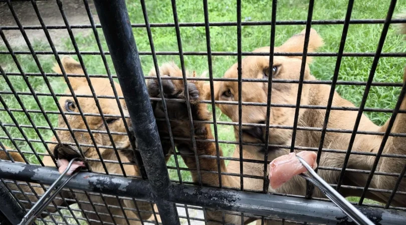 ライオンへの餌やり体験付き