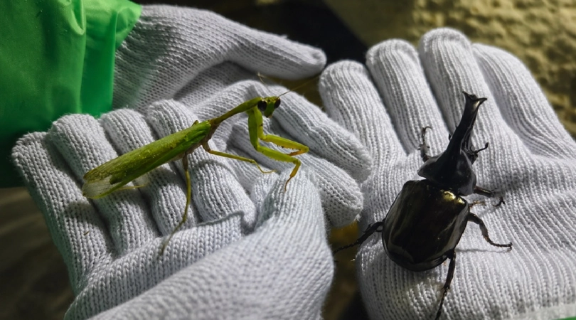 キャメロンハイランド_カブトムシ狩り
