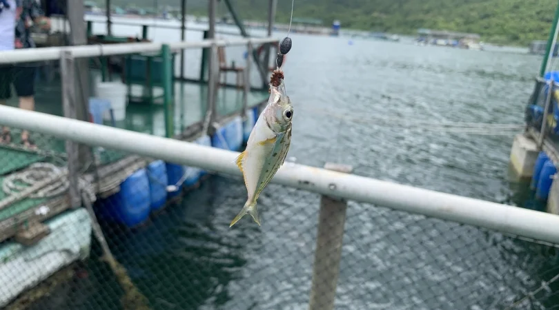 イメージ”：魚釣り