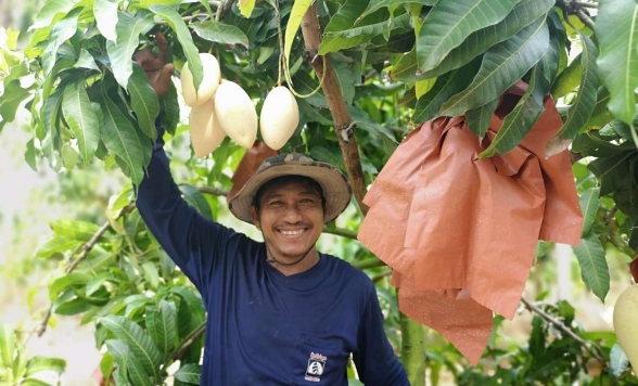 マンゴー狩り＆粘土細工体験 in チャチュンサオ＜マンゴー試食＆ココナッツジュース付き＞
