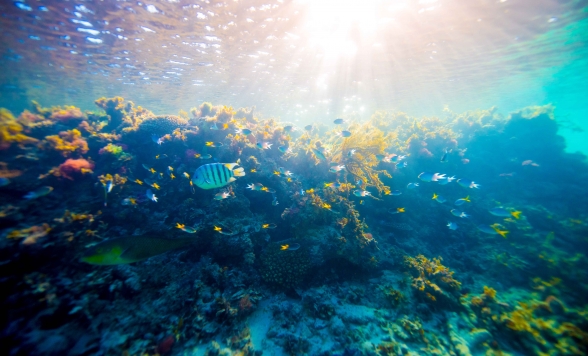 ハミルトン島3泊4日ダブルクルーズパッケージ