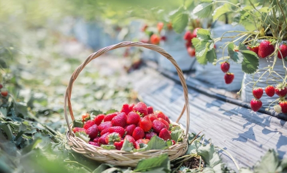 【2月21日催行】カオヤイでイチゴ狩り＆チョクチャイファーム<日本語ガイド/1日/イチゴのお土産200g付き/入場料込み＞