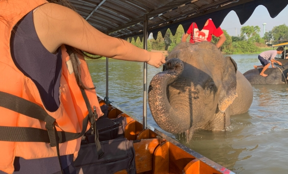 ボートに乗って象に会いに行こう！世界遺産アユタヤ遺跡半日観光