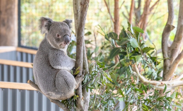 【シドニー】シドニー・ズー＜動物園/入場チケット＞