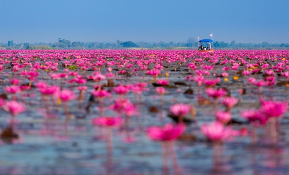 タイ在住者に一度は見てほしい！ウドーンターニー『タレーブアデーン（赤い睡蓮の海）』＋新・世界遺産「プープラバート歴史公園」を巡る日帰りツアー