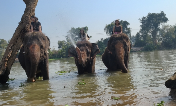 象たちと特別な時間を過ごそう！象のお世話体験ツアー（象乗り体験 or 象とのお散歩）