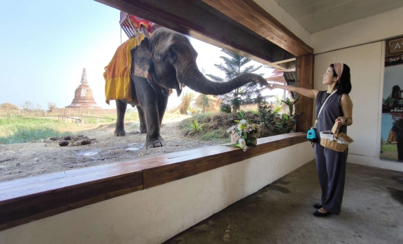 世界遺産アユタヤ遺跡観光 + 象が遊びに来るカフェで特別ふれあい体験♪ 象との写真タイム+餌やり体験付き