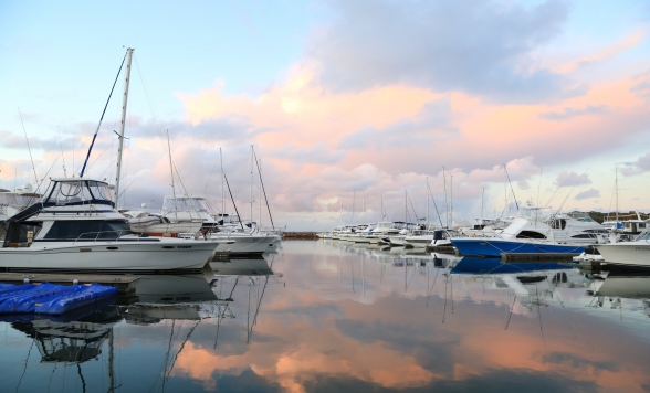 イルカウォッチ エクスプレス