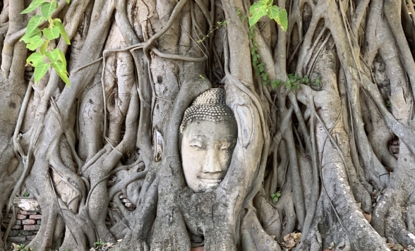 朝は08:00集合！アユタヤ世界遺産半日観光｜4大遺跡＋象乗り体験