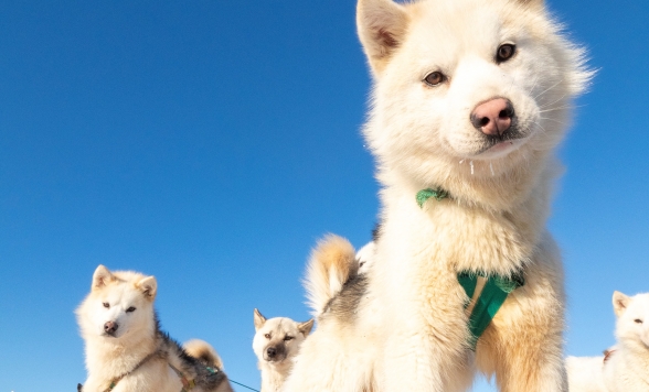 次回開催をお待ちください グリーンランド 北欧街歩き旅 驚くほど美しい自然の魔法 世界最大の神秘の島グリーンランド 編 Zoom利用 11月期間限定復活ツアー 11月12日 金 時開始プラン 次回開催をお待ちください グリーンランド 北欧街歩き旅 驚くほど美しい自然の魔法 世界最大の神秘の島グリーンランド 編 Zoom利用 11月期間限定復活ツアー 11月12日 金 時開始プラン