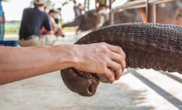 象たちとSDGsを学ぶ体験型ツアー！象の保護センター「エレファントワールド」で1日ボランティア体験