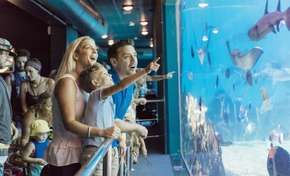 ゴールドコーストホテル⇔  シーワールド混載車送迎