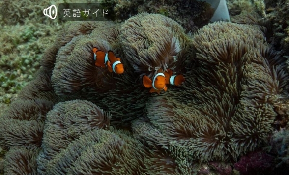 フィッツロイ島クルーズ　アクティビティー満載！！