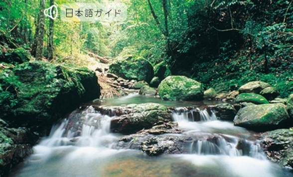 土ボタルと野生動物探検エコサファリ