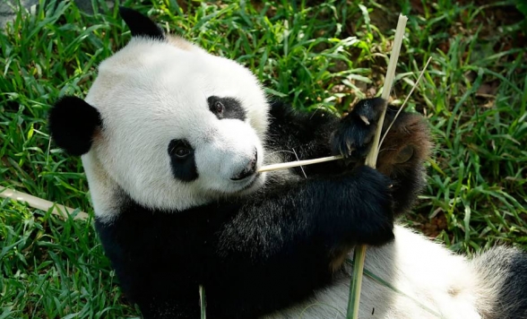 パンダに会いに行こう！リバーワンダー入場チケット