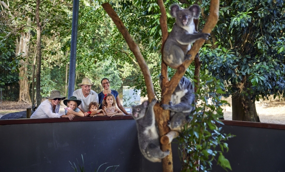 ケアンズ観光8時間 ＜専用車利用│日本語ドライバーガイドがお迎え＞