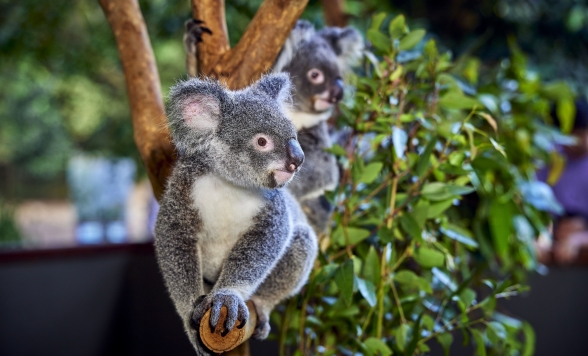 【空港発】ケアンズ観光8時間 ＜専用車利用│英語ドライバーがお迎え＞