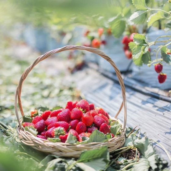 カオヤイでいちご狩り体験