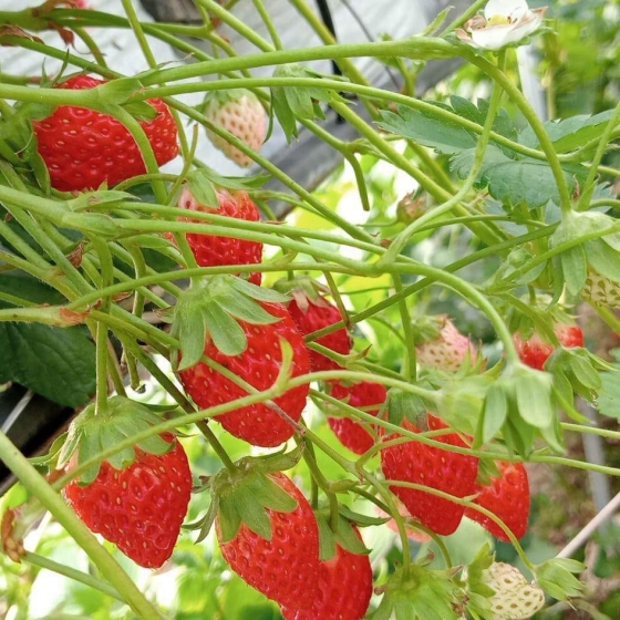 カオヤイでいちご狩り体験