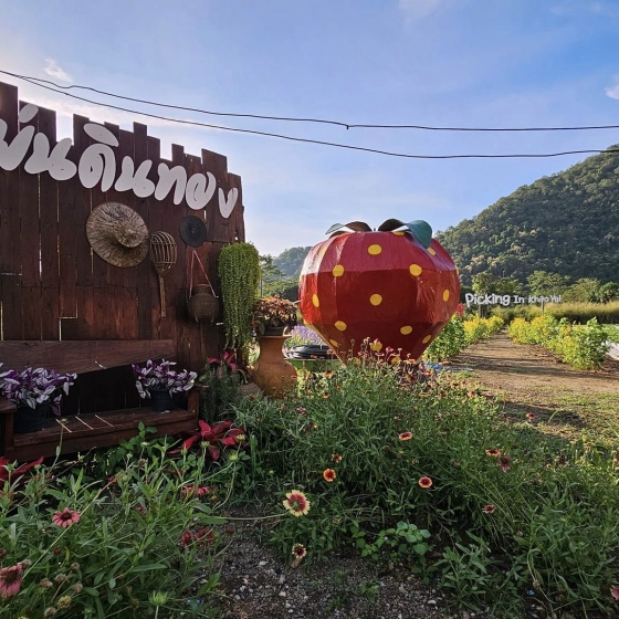 カオヤイでいちご狩り体験