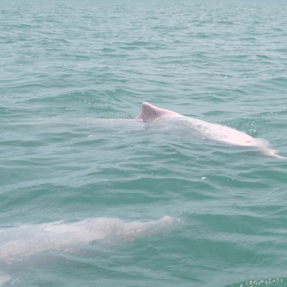 幸運の“ピンクイルカ”に出会えるかも!