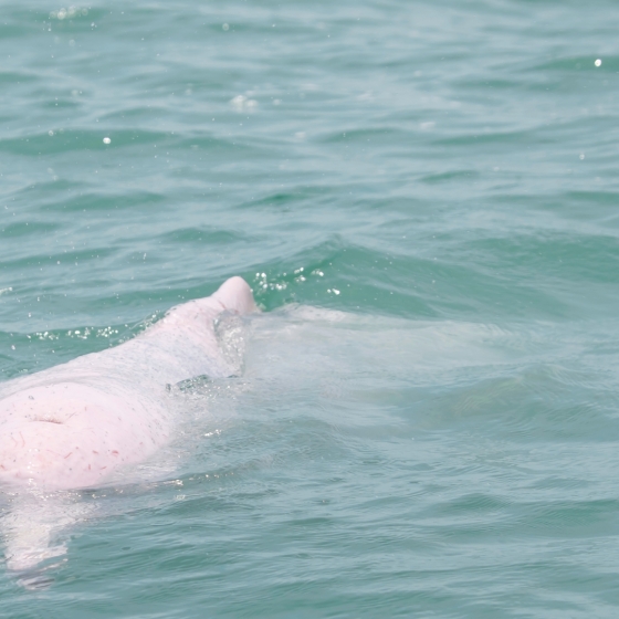 幸運の“ピンクイルカ”に出会えるかも!