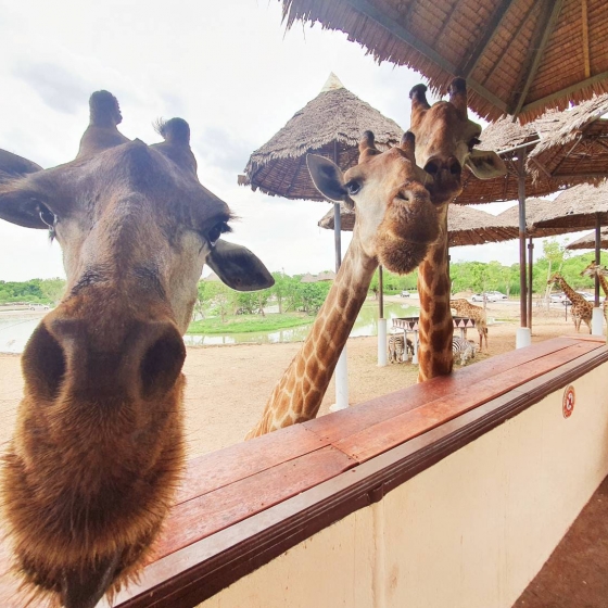 サファリワールド