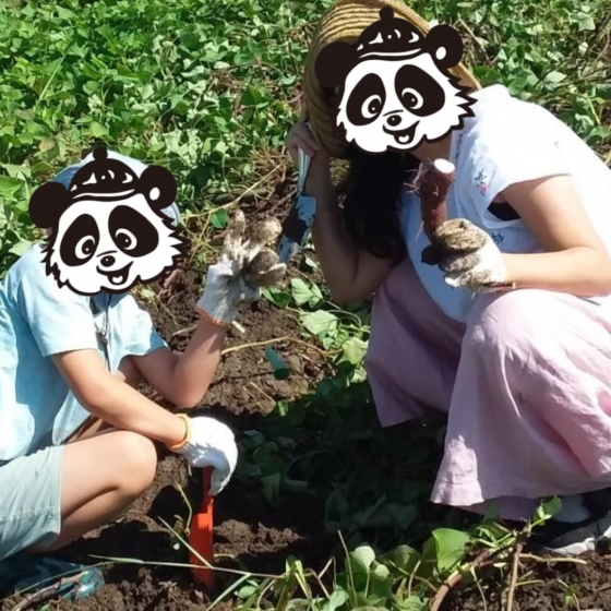芋ほり遠足 