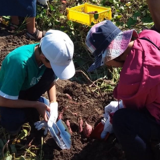 芋ほり遠足 