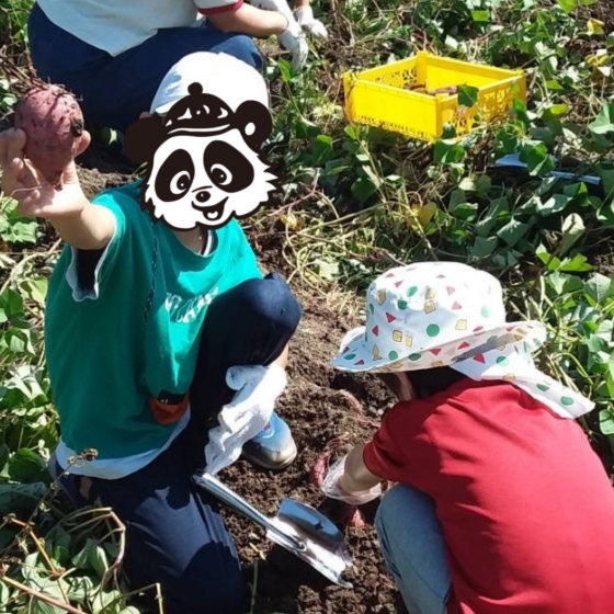 芋ほり遠足 