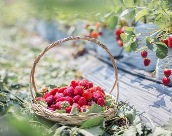 まもなく販売開始【2月21日催行】カオヤイでイチゴ狩り＆チョクチャイファーム<日本語ガイド/1日/イチゴのお土産200g付き/入場料込み＞