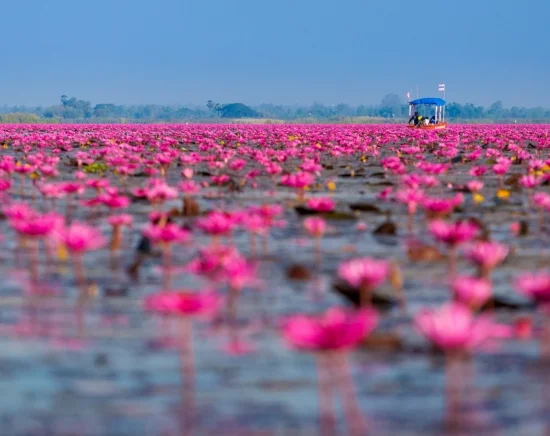 タイ在住者に一度は見てほしい！ウドーンターニー『タレーブアデーン（赤い睡蓮の海）』＋新・世界遺産「プープラバート歴史公園」を巡る日帰りツアー