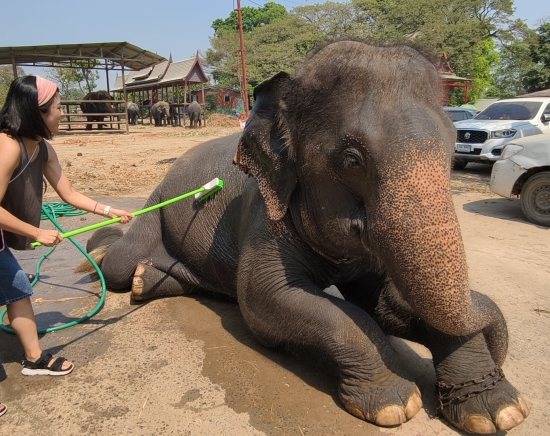 【1月3日・5日催行】象たちと特別な時間を過ごそう！お世話体験ツアー（象乗り体験つき）＜午前半日 / 日本語ガイド＞