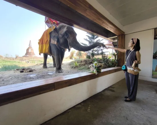 世界遺産アユタヤ遺跡観光 + 象が遊びに来るカフェで特別ふれあい体験♪ 象との写真タイム+餌やり体験付き