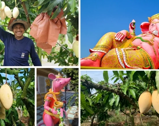 チャチュンサオで楽しむマンゴー狩り体験＆ピンクガネーシャ日帰りツアー
