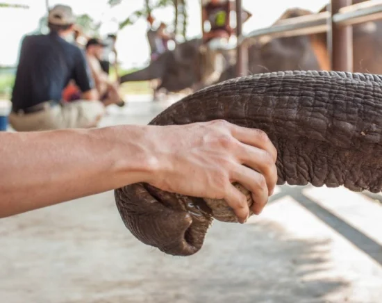 象たちとSDGsを学ぶ体験型ツアー！象の保護センター「エレファントワールド」で1日ボランティア体験