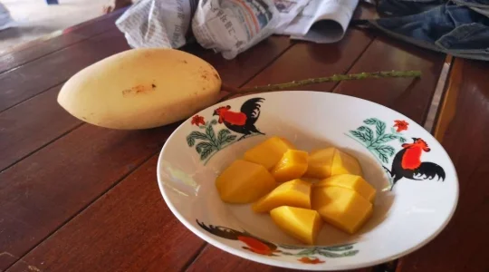 完熟マンゴー味見できます！